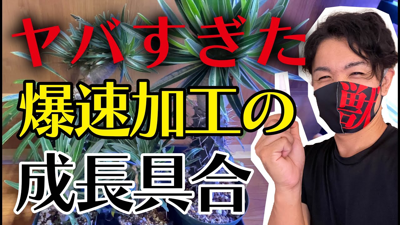 【グラキリス】接ぎ木から５か月目！パキポ芽接ぎ方法！【園芸育て方】【多肉植物】