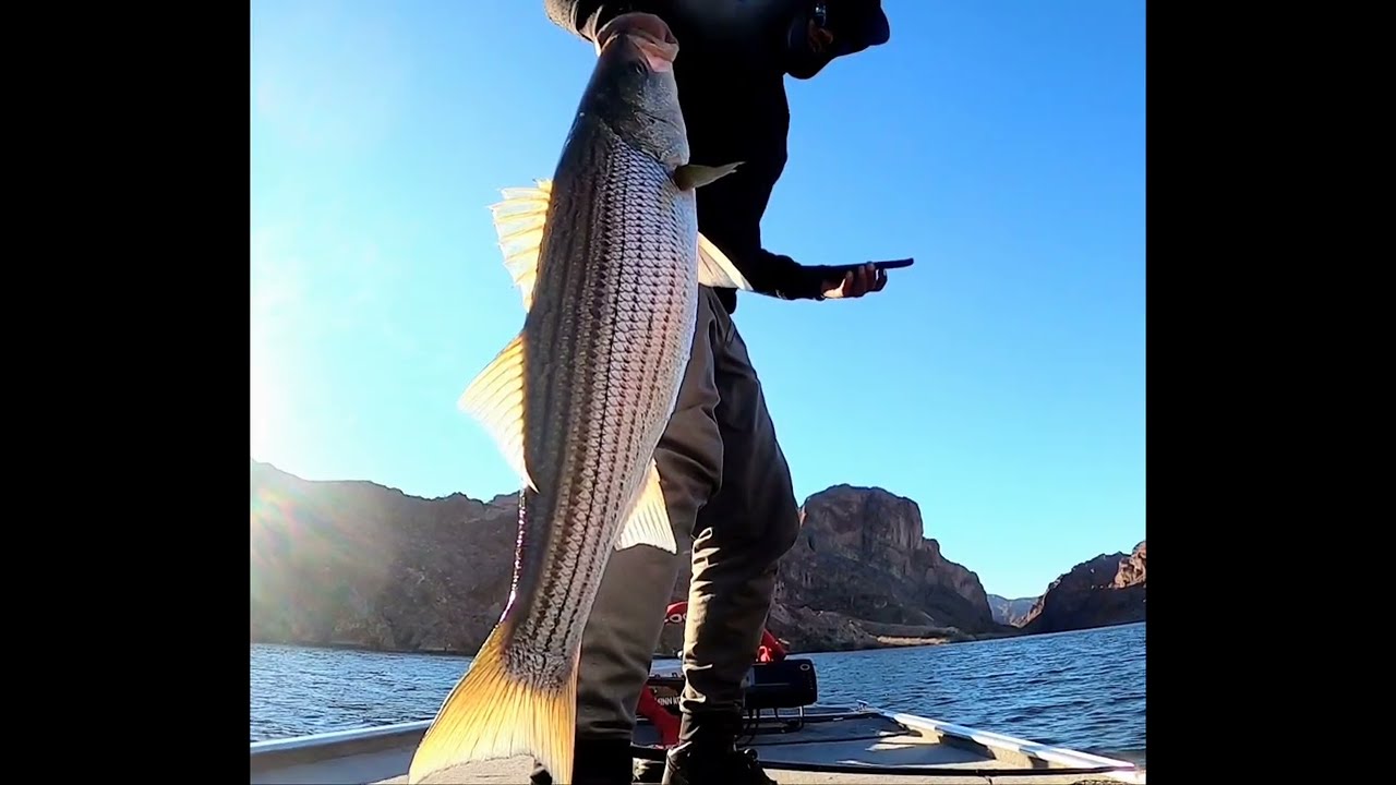 My big swimbait rods and reels for stripers and bass #bigswimbait #bassfishing #swimbaitfishing