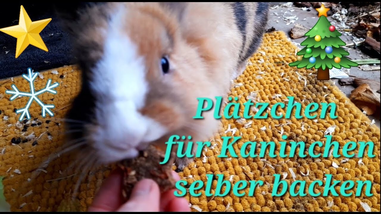 Leckerlies f&uuml;r Kaninchen selber machen 🐇🍪