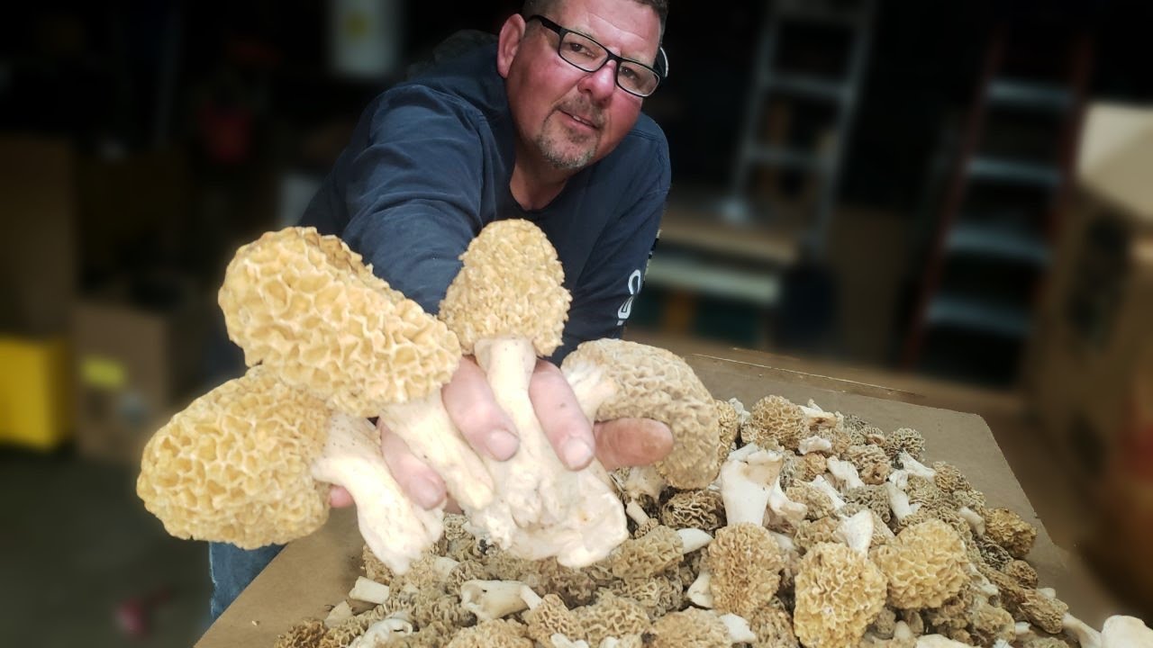 How to find Morel Mushrooms...HUGE HAUL !!!