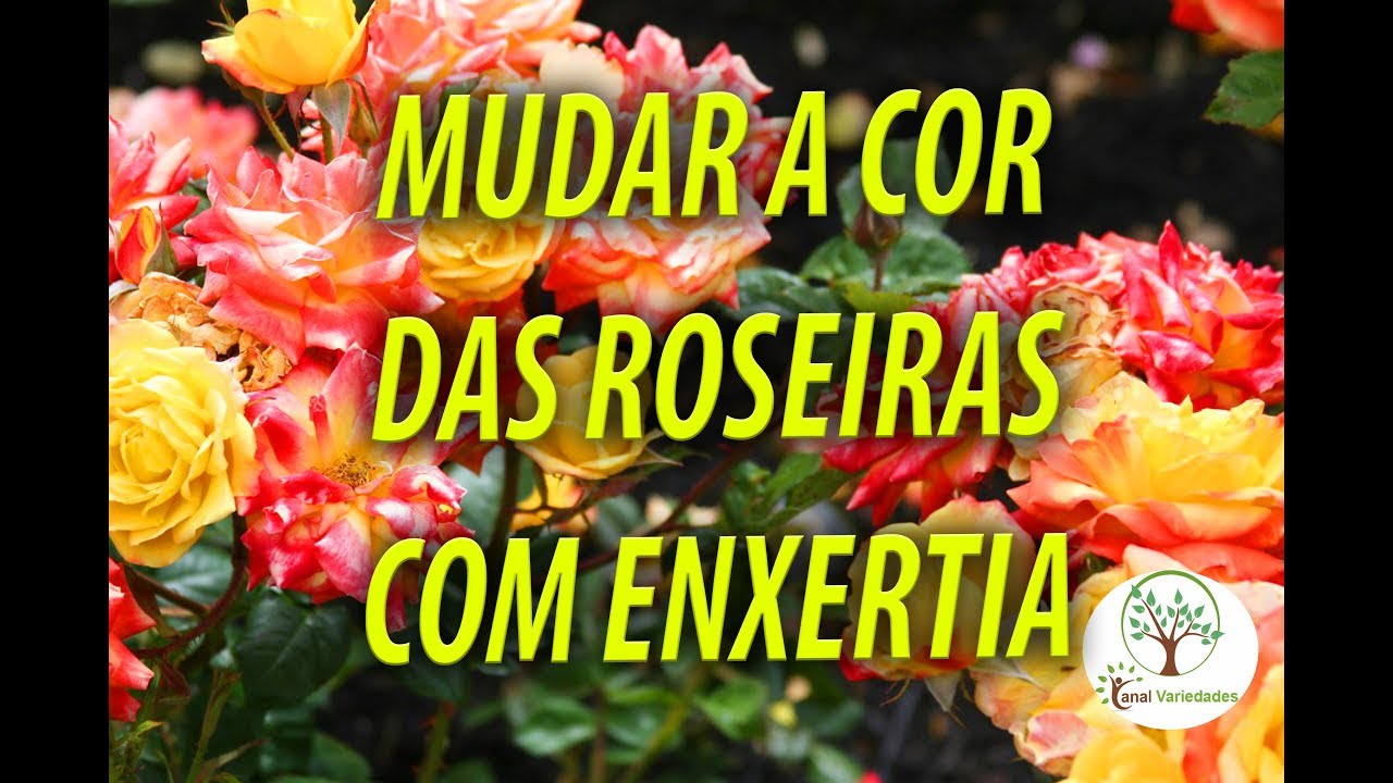 ROSEIRAS, MUDAR CORES COM ENXERTIA