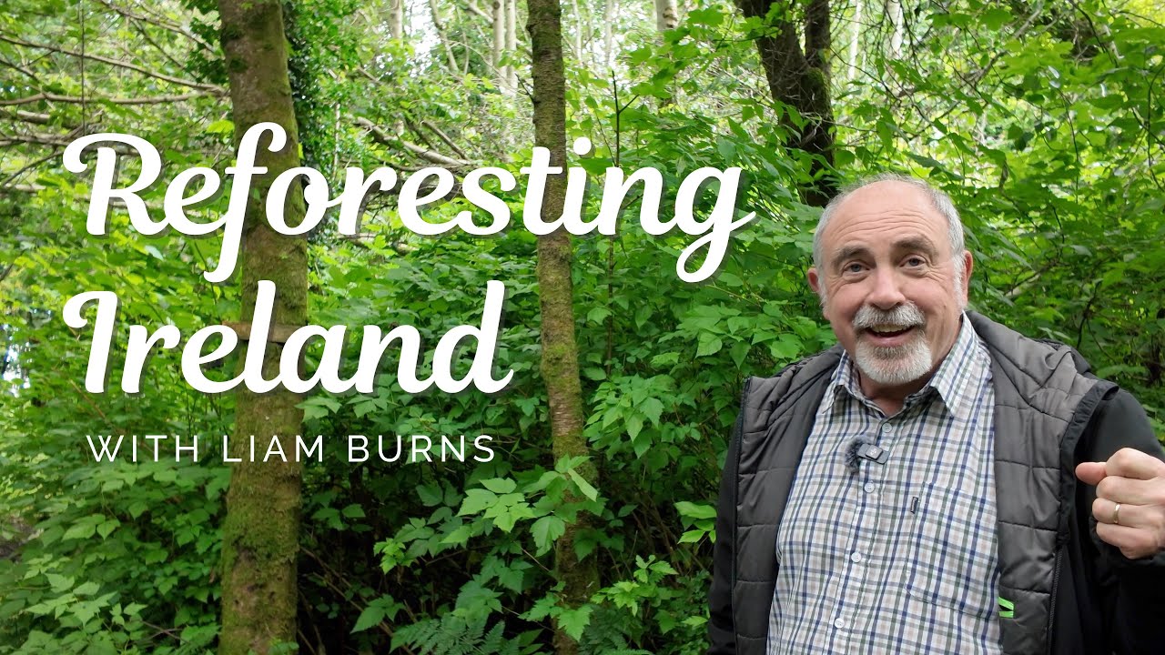 Reforesting Ireland