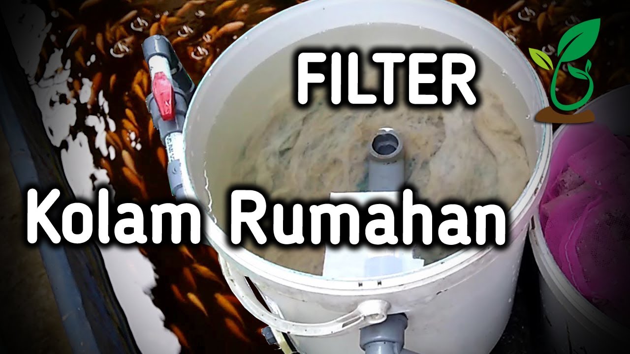 Filter Kolam Ikan Rumahan Ternak Nila Lele Kolam Terpal