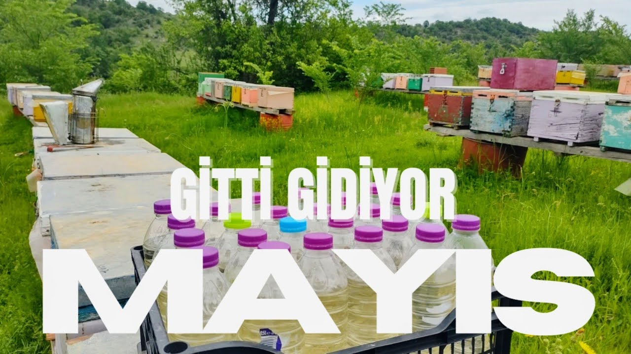 ARICILIKTA MAYIS AYININ ÖNEMİ!/MAYIS'TA NELER YAPTINIZ?