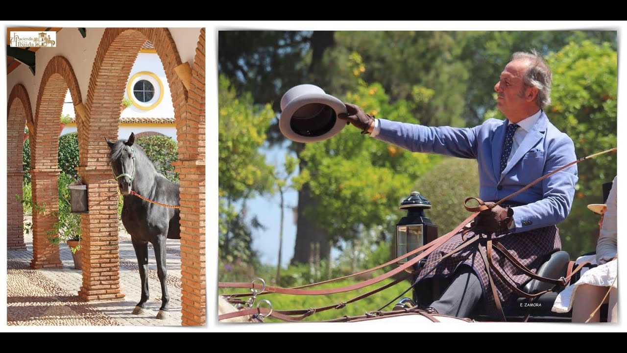 “Caballos PRE y coche de caballos es el tándem perfecto”