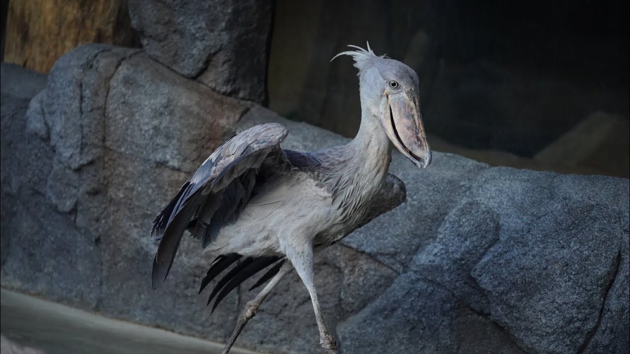 shoebill ハシビロコウのマリンバ　帰宅拒否する😅