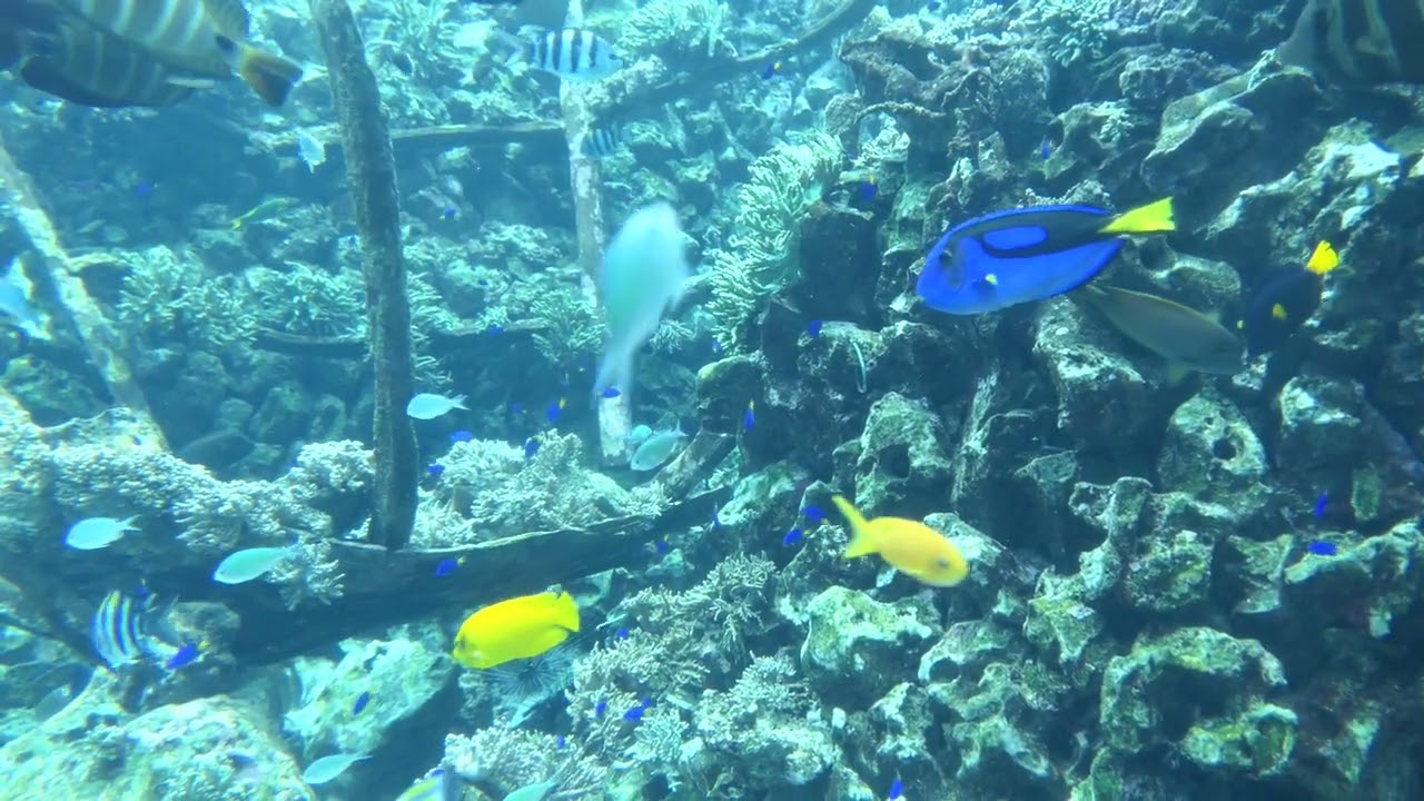 2023 02 11 Rifaquarium op 11 februari 2023