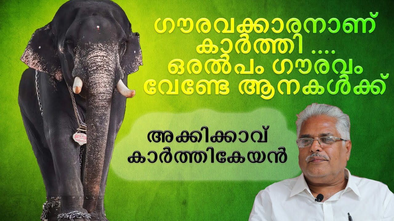 പെൻഷൻ ആയപ്പോൾ കൂടെ കൂടിയ ആനപ്രേമം അക്കികാവ് കാർത്തികേയനും അവന്ടെ മാഷും|Akkikavu Karthikeyan|EPI 227