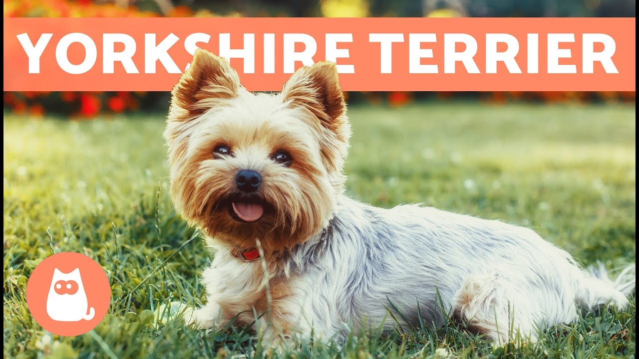Yorkshire terrier - Cuidados y adiestramiento