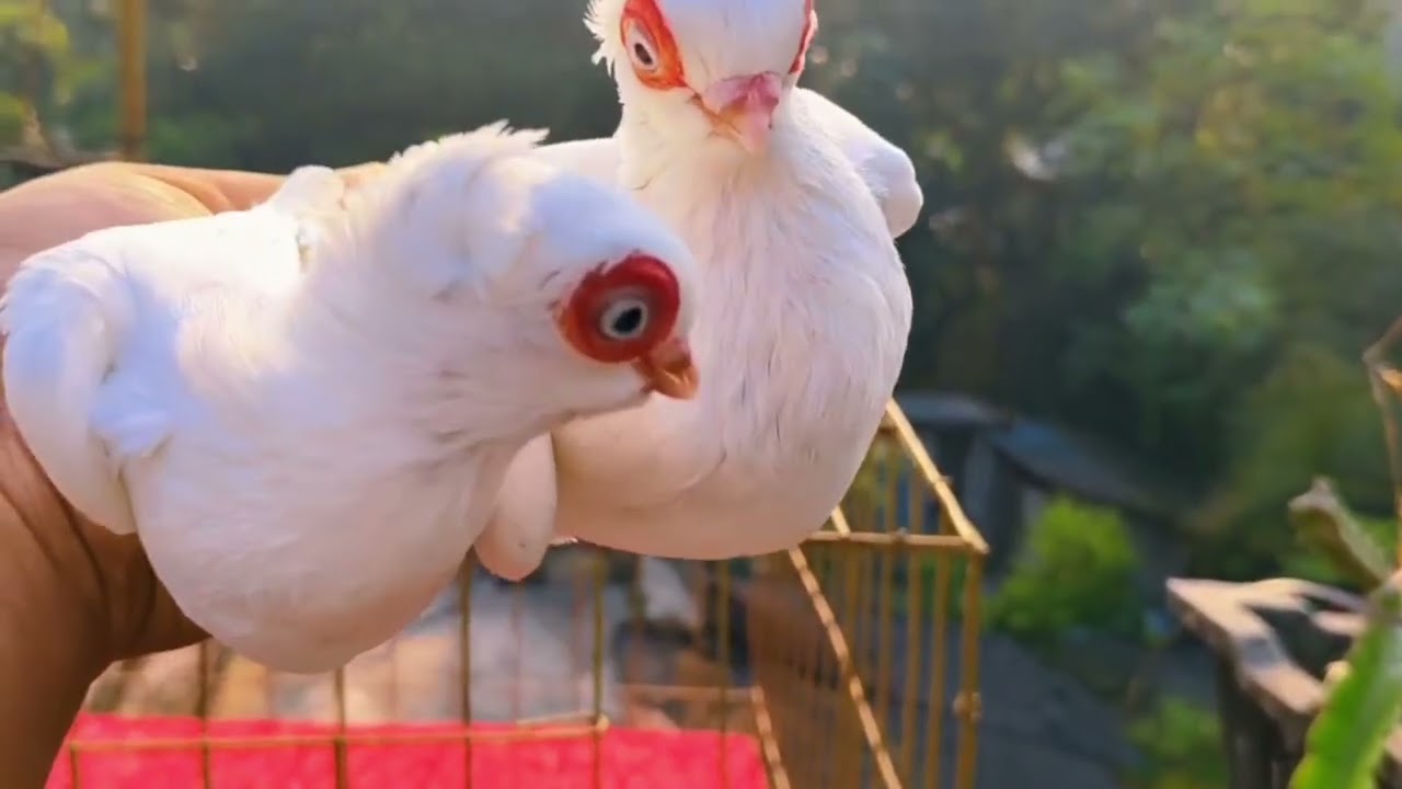 Fancy pegion sale in India #pigeon #youtube #video