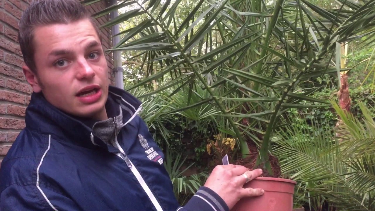 Uitleg Canarische dadel palm  palmen uitleg Teeninga Palmen  kamerpalm Phoenixs Canarische