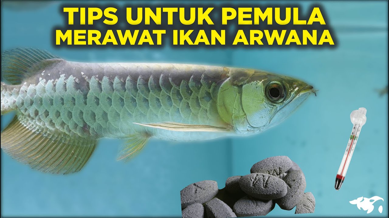 TIPS MERAWAT IKAN ARWANA BUAT PEMULA WAJIB SIMAK INI SEBELUM PELIHARA