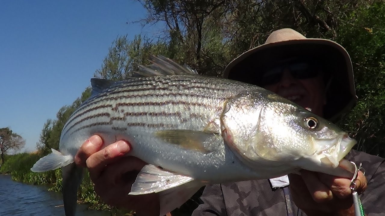 DON'T USE 'HITCH' AS BAIT ... ON THE CALIF. DELTA!