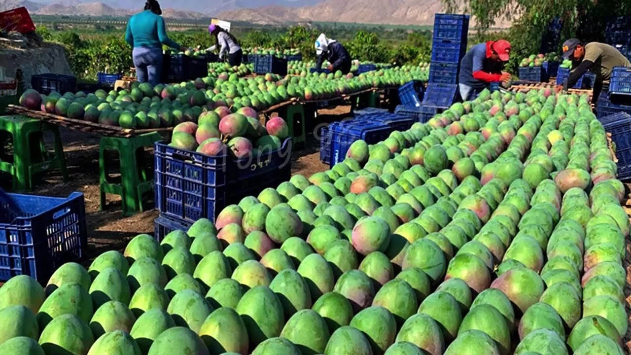 The Life Cycle of Australian Mangoes | Modern Agricultural Planting and Harvesting of Mangoes