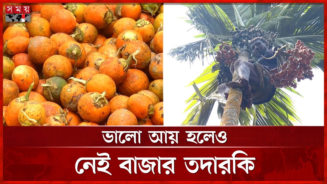 কৃষি ফসলের তুলনায় লাভজনক সুপারি | Betel Nut | Bhola | Agriculture | Somoy TV