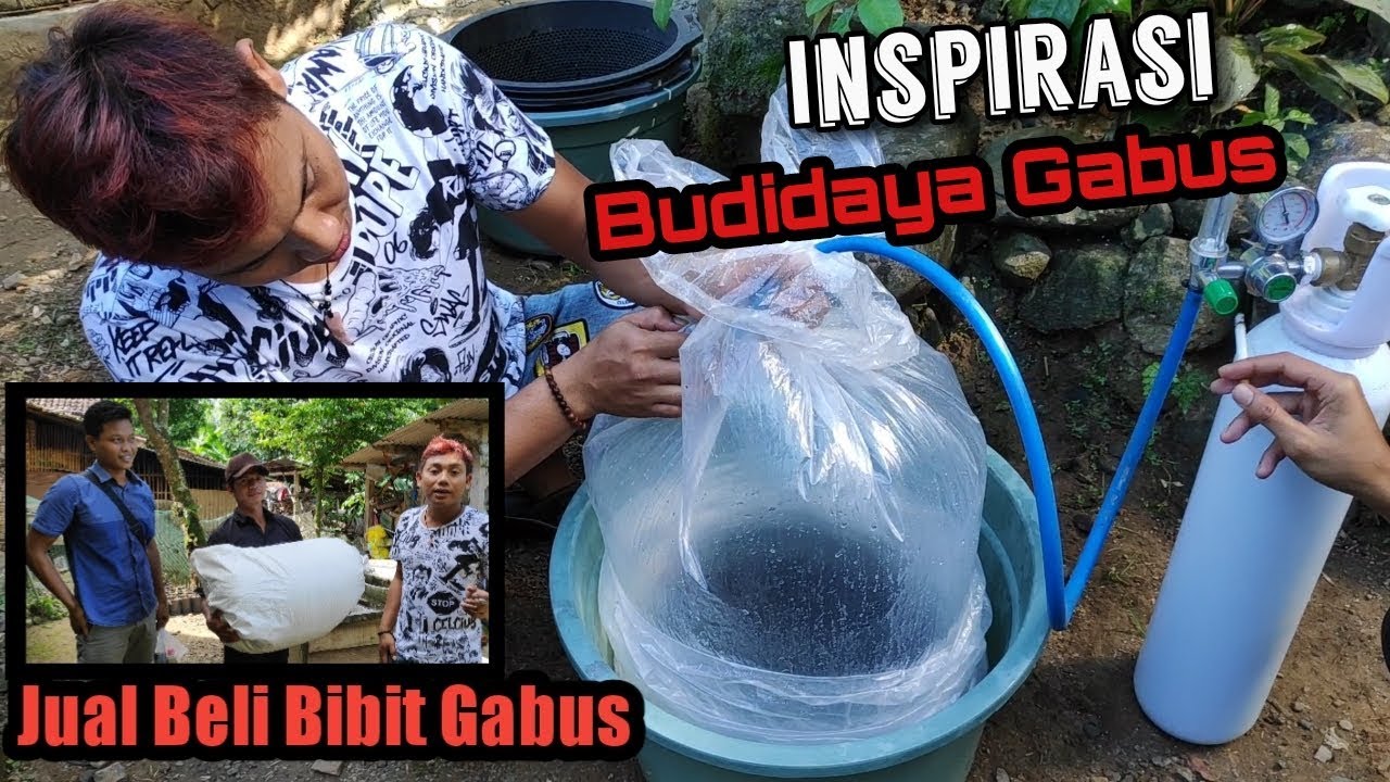 BUDIDAYA IKAN GABUS [ JUAL-BELI BIBIT ] EDISI PENGIRIMAN BIBIT UNGGUL
