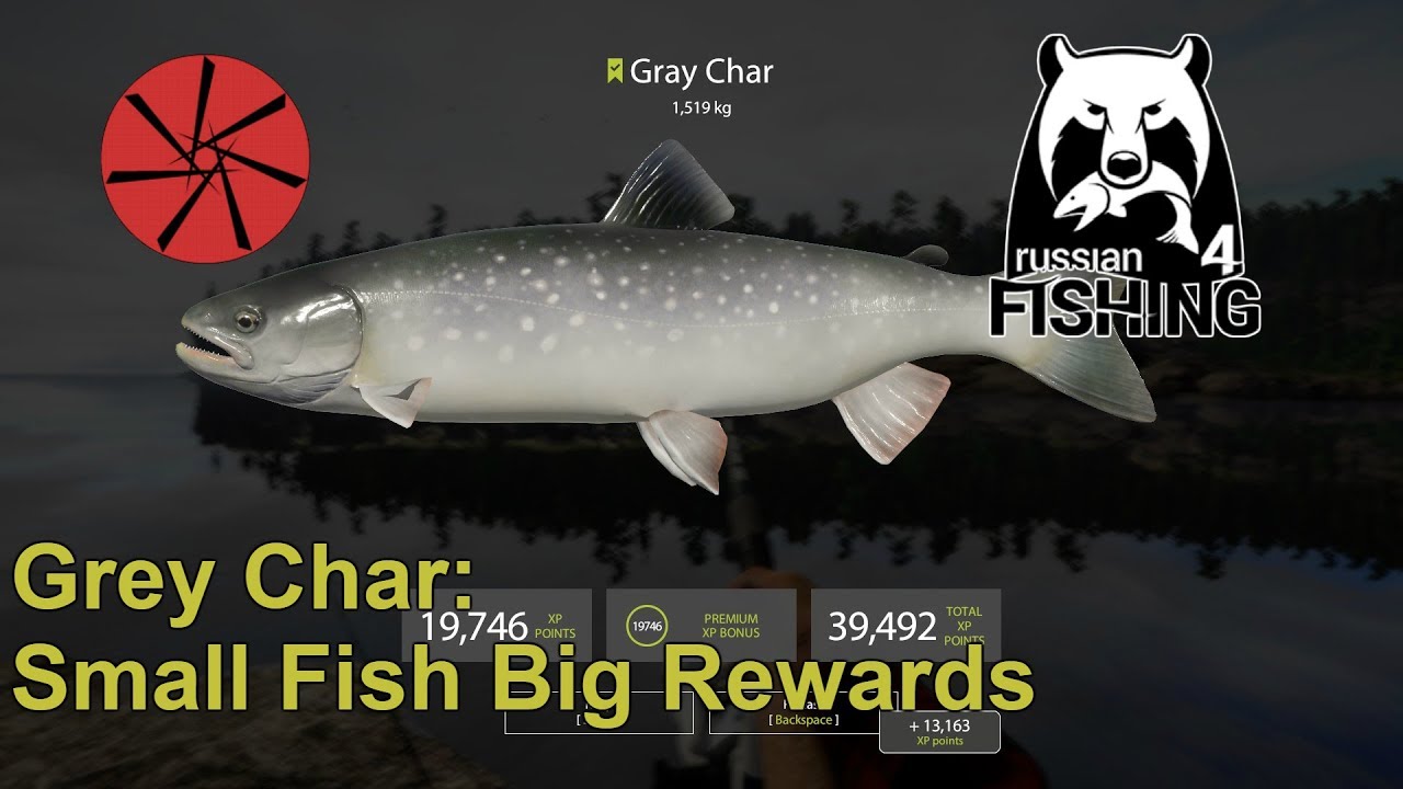 Grey Char - Small Fish, Big Rewards ( Russian Fishing 4 )