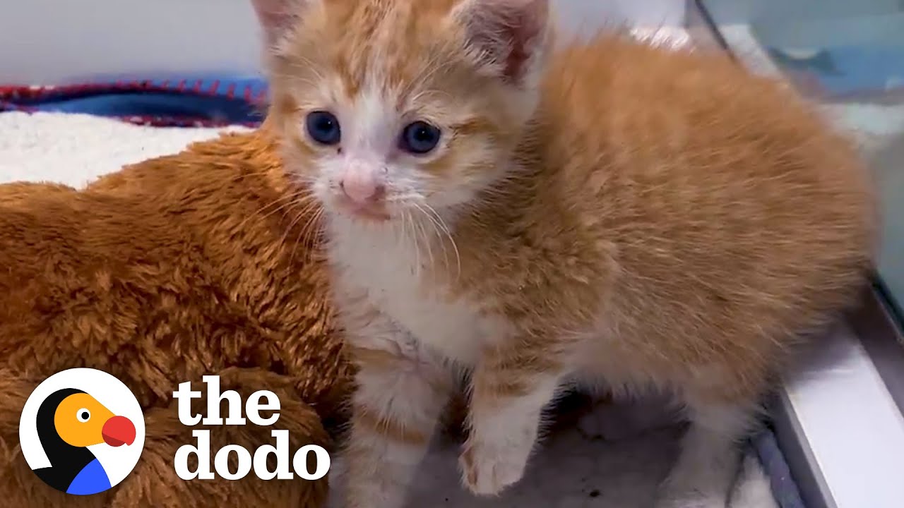 Tiny, Scared Kitten Becomes Perfect Birthday Surprise for 14-Year-Old Girl | The Dodo