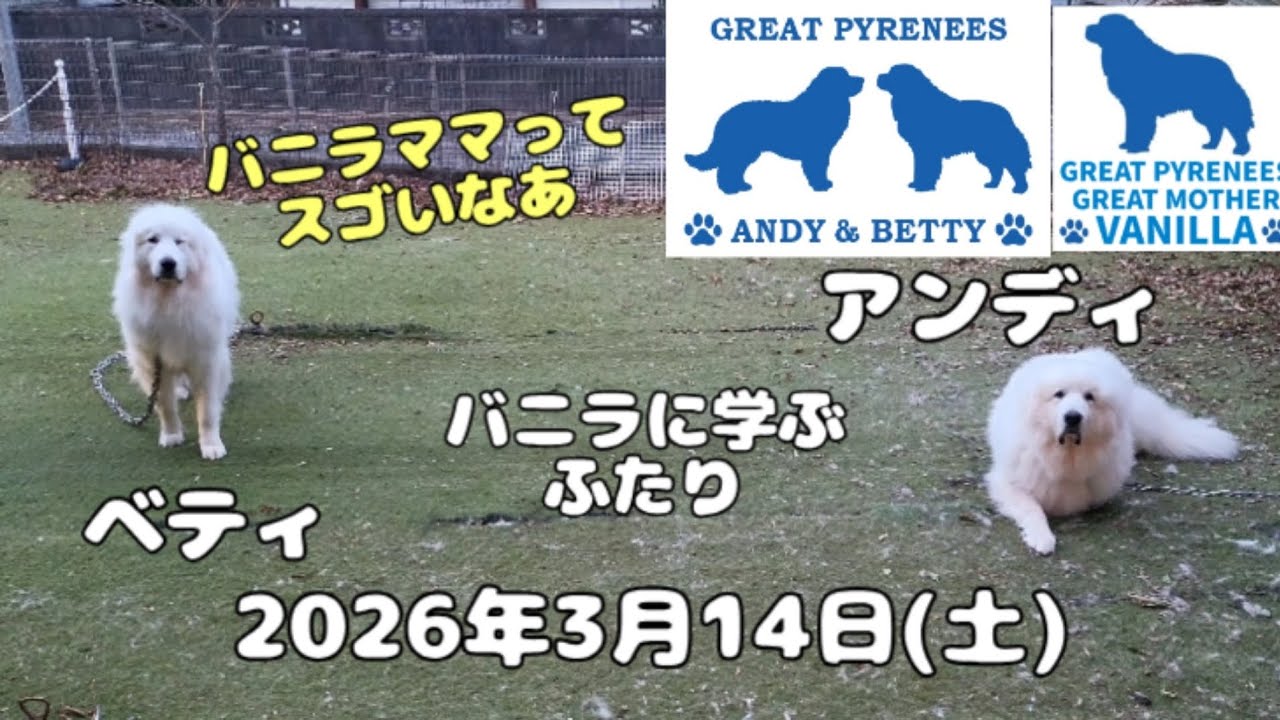 2026年3月14日(土)バニラママに学ぶ日々のアンディとベティです　#超大型犬 #dog #greatpyrenees  #いぬ #犬 グレートピレニーズ