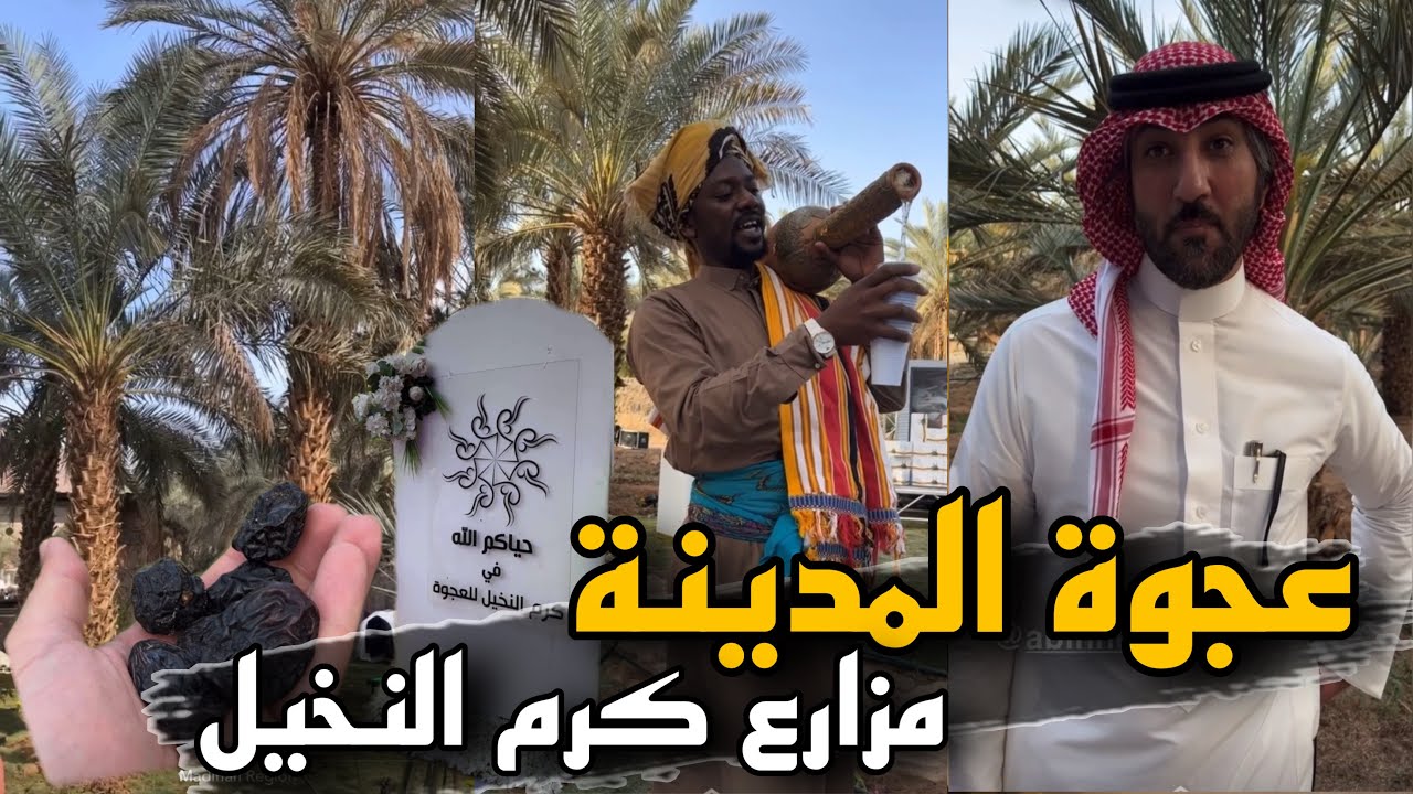 عجوة المدينة من مزارع كرم النخيل 🌴 | سنابات حسين البقشي