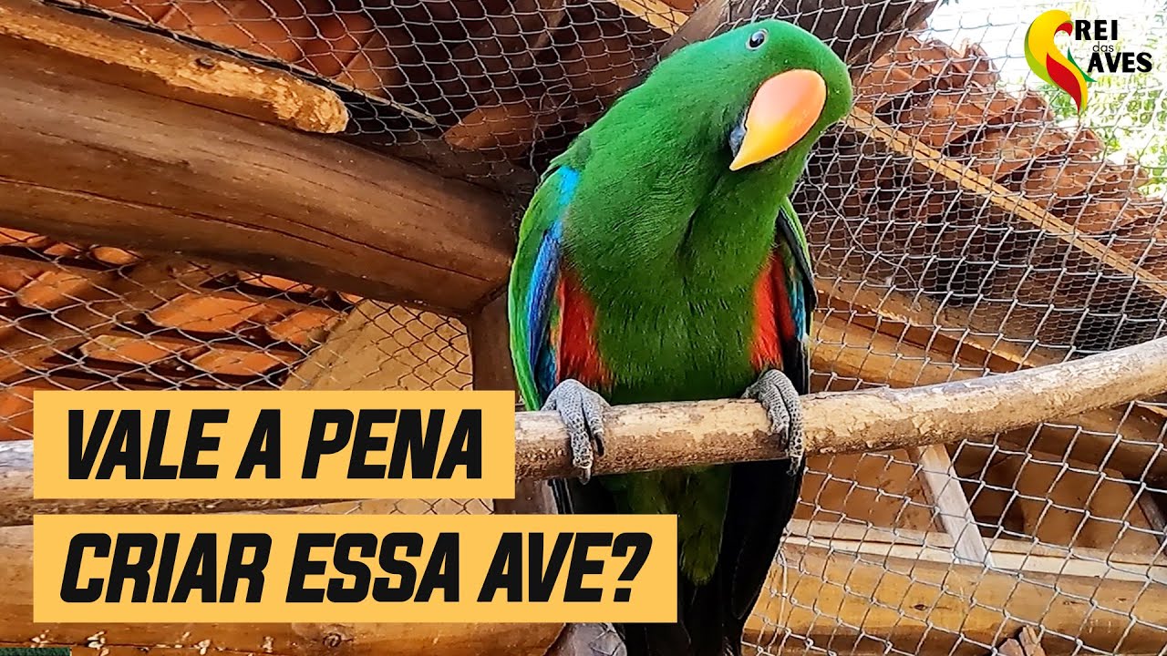 PAPAGAIO ECLETUS: VALE A PENA CRIAR?