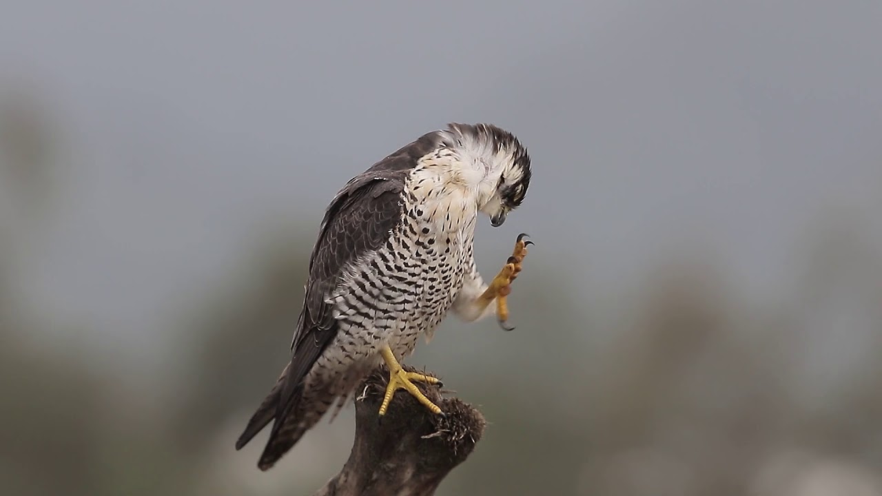 Wild Raptors