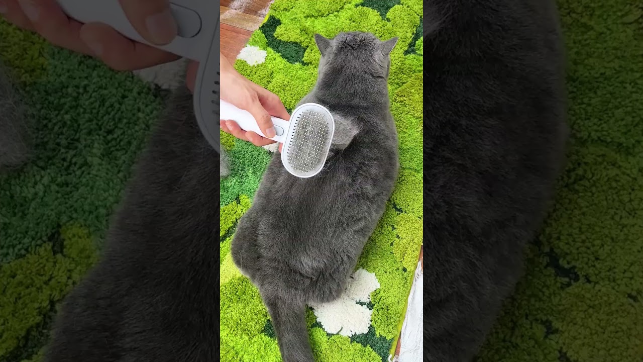 Blue British Shorthair cat grooming with silcker brush#aumuca #shorthaircat #petsvlog