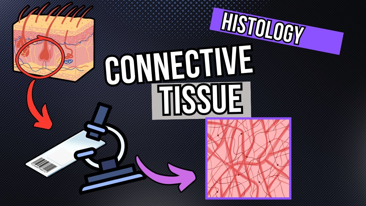 Connective Tissue Under the Microscope (Development and Structure)