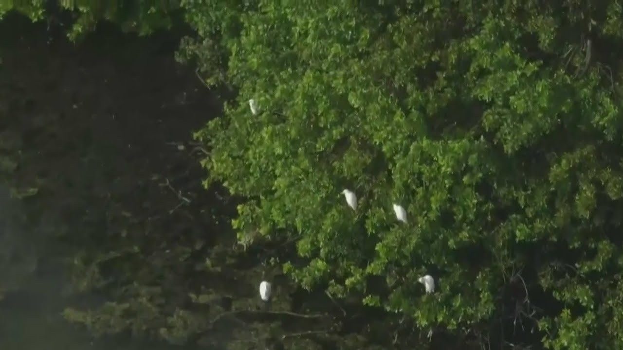 West Kendall residents fight to save former golf course from housing development