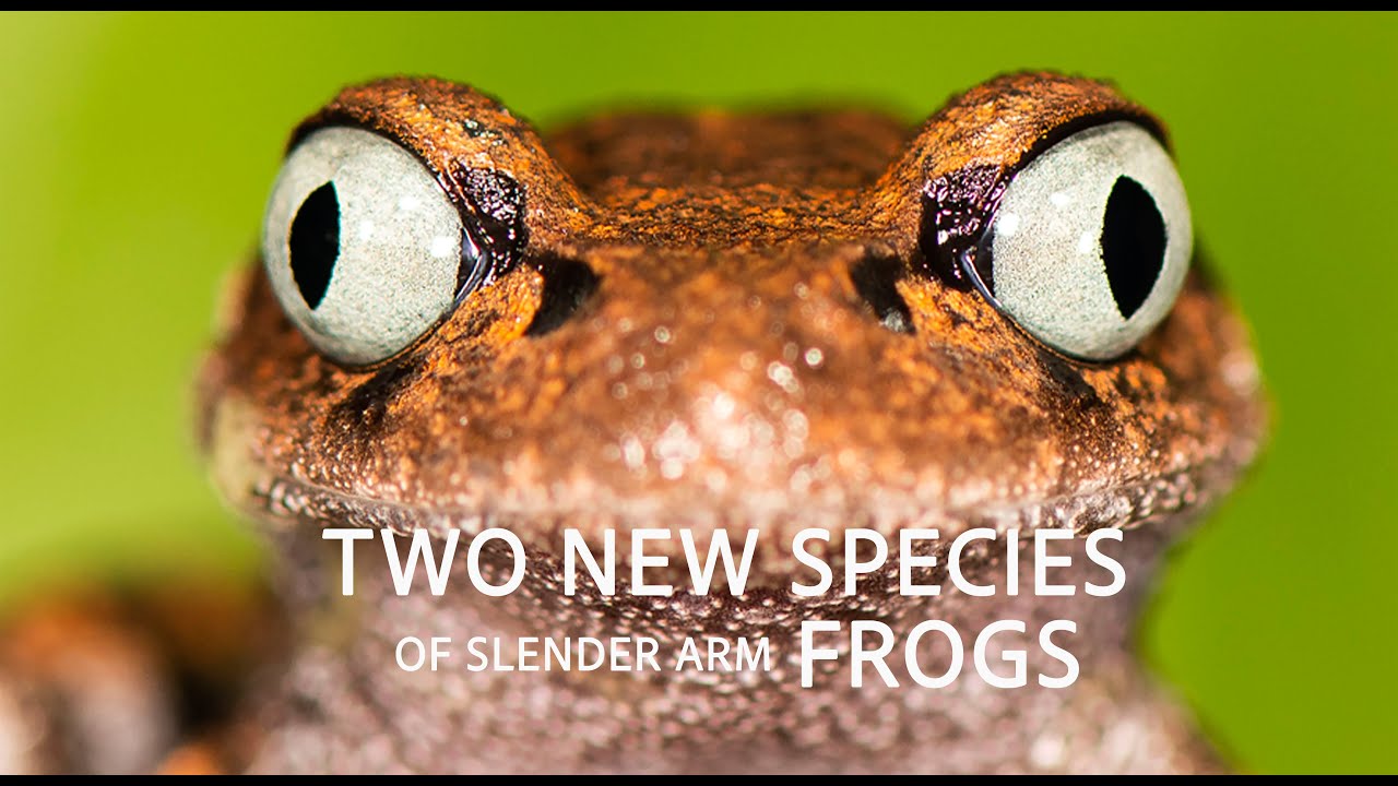 Two New Frog Species from Arunachal Pradesh