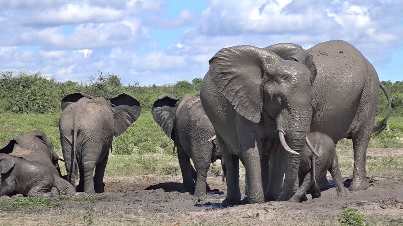Chobe Princess Houseboat Luxury Safari - April 2016