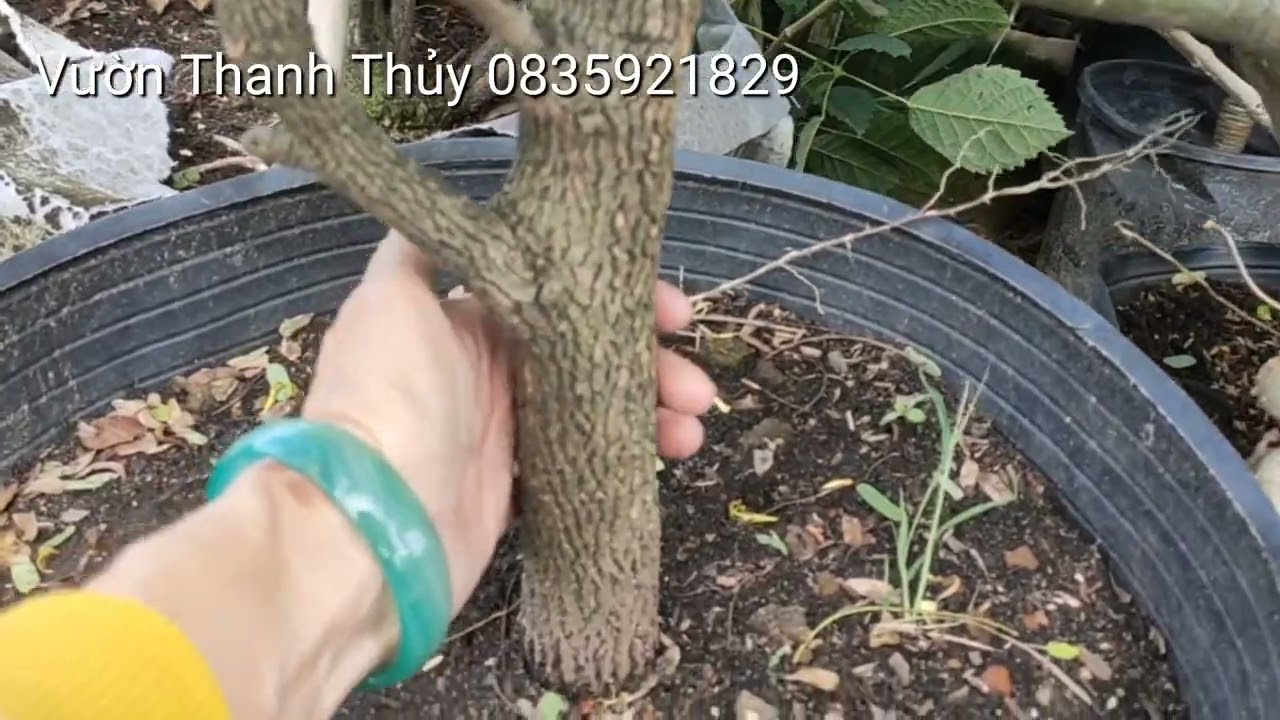 Ph&acirc;n biệt c&acirc;y me th&aacute;i v&agrave; me chua cực đơn giản, me th&aacute;i c&acirc;y lớn si&ecirc;u hoa