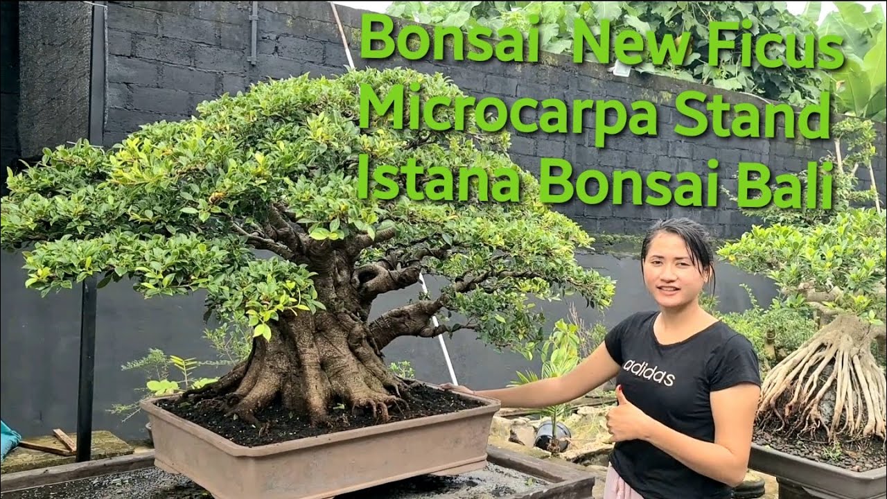 Koleksi Bonsai Terbaru New koleksi istana Bonsai Bali