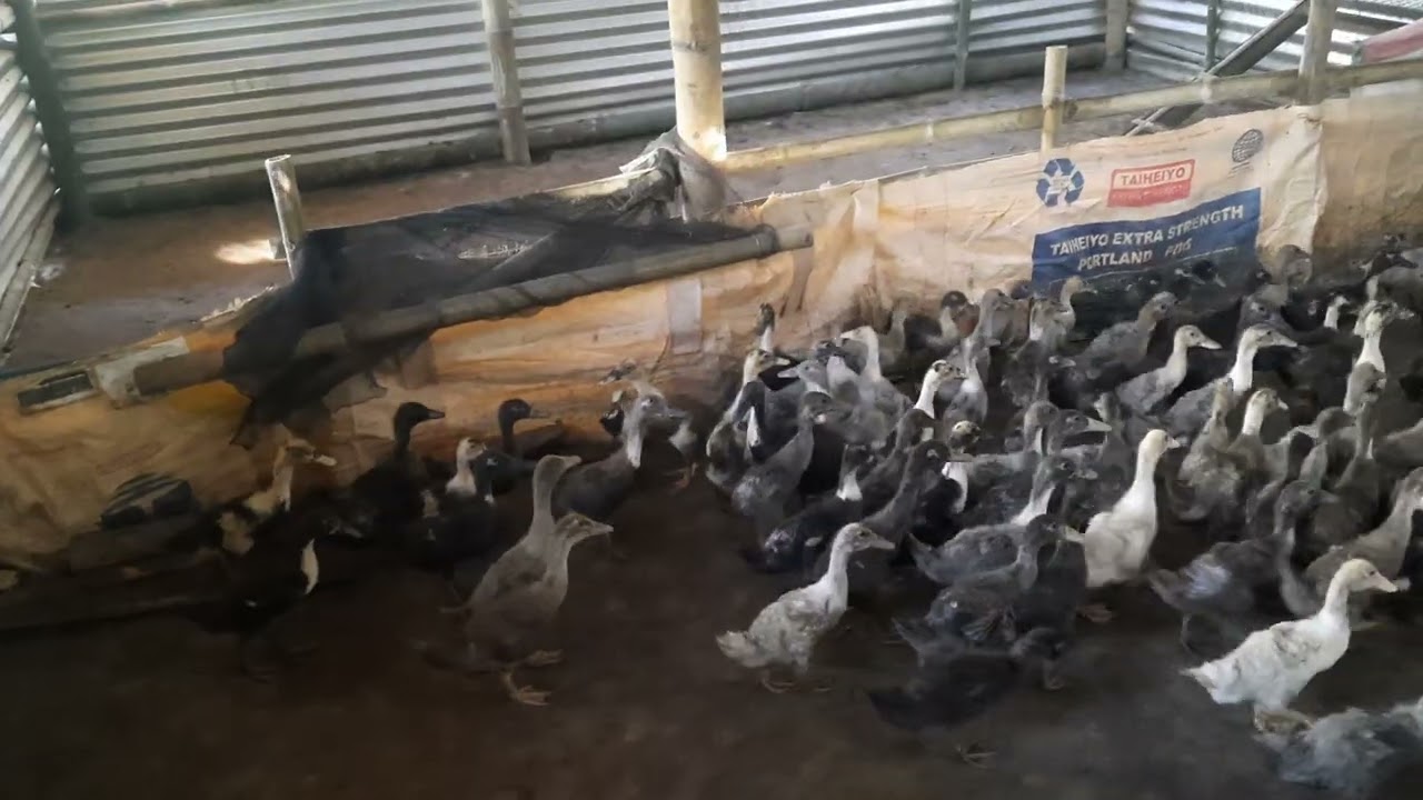Update  of our duckling  farm  December  06 2025.
