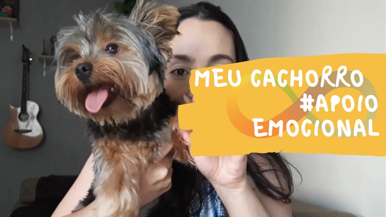 Meu cachorro | Pet de Suporte emocional | #Yorkshire