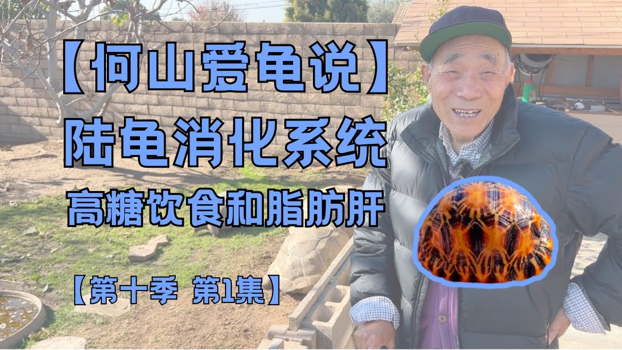 第十季 第1集：何山爱龟说｜陆龟的脂肪肝｜消化系统｜高糖食物｜喂食误区｜My Movie 1