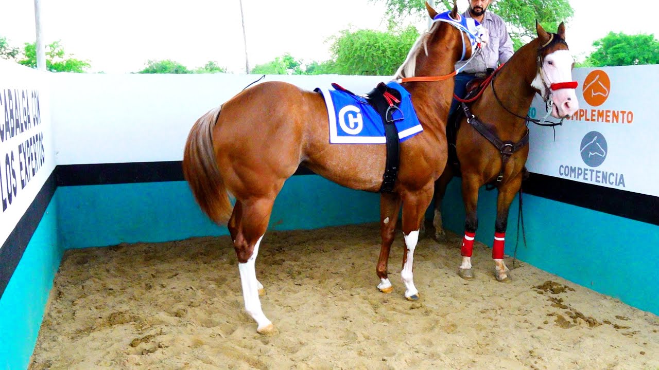 5 Carreras del Avispon C.Texano