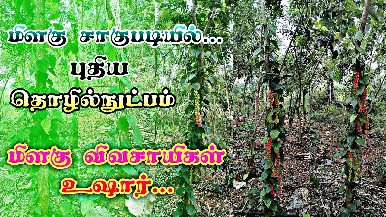 மிளகு சாகுபடியில் புதிய தொழில்நுட்பம் 🌱 New Technology in pepper plant cultivation