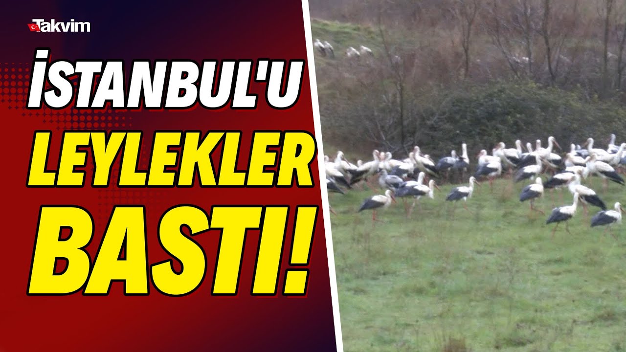 İstanbul'u leylekler bastı! TEM kenarı, Arnavutköy, Davutpaşa...