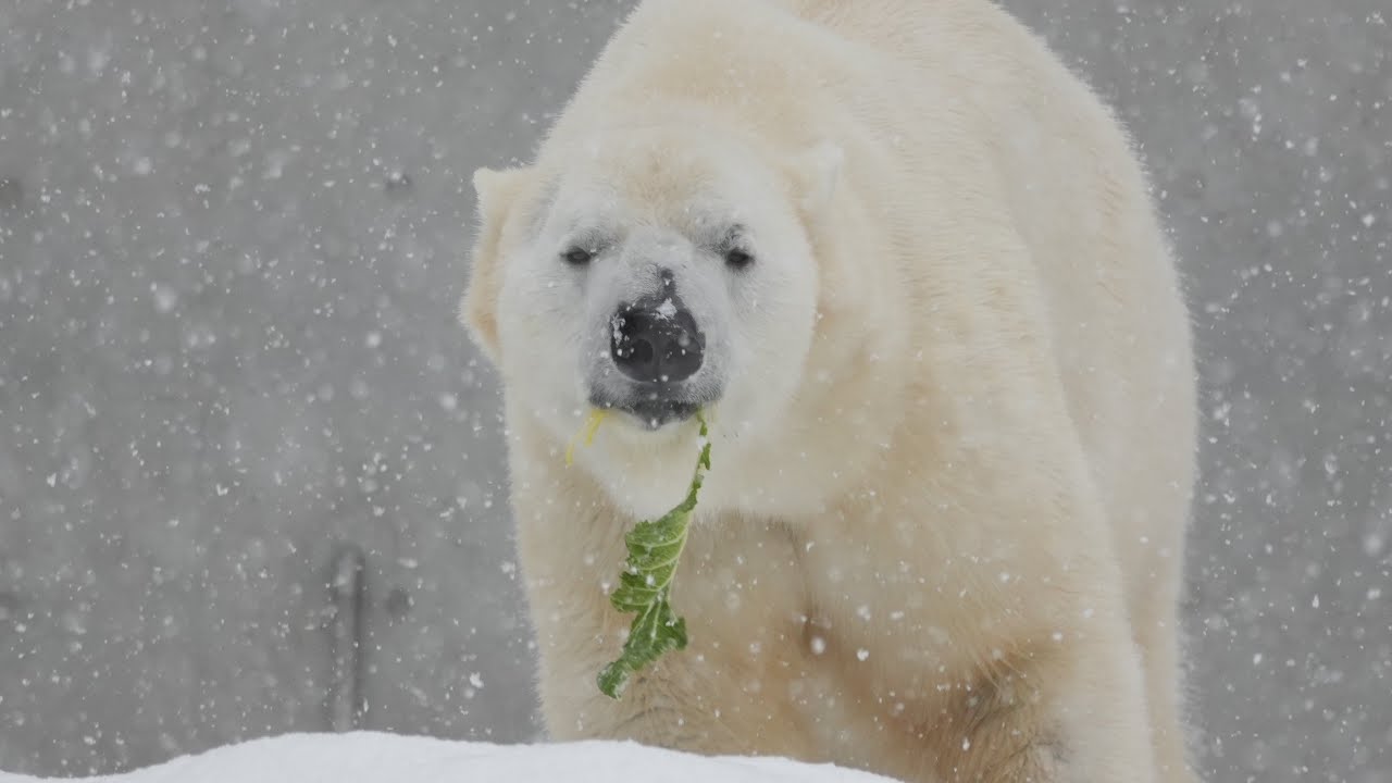 2026 3 4 円山動物園 リラ ライト ララ