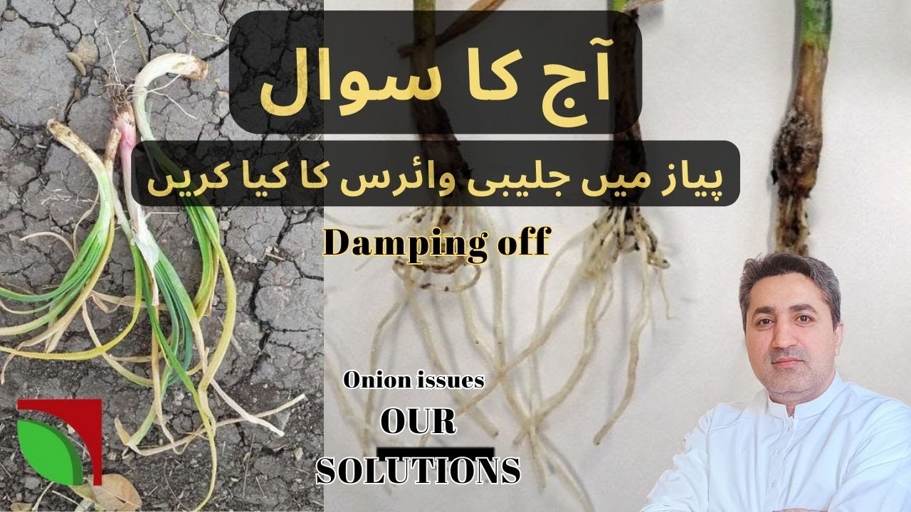 گرمی کا پیاز کے بیماری یا حال: "Damping Off in Onions: Causes and Solutions in Pakistan" 