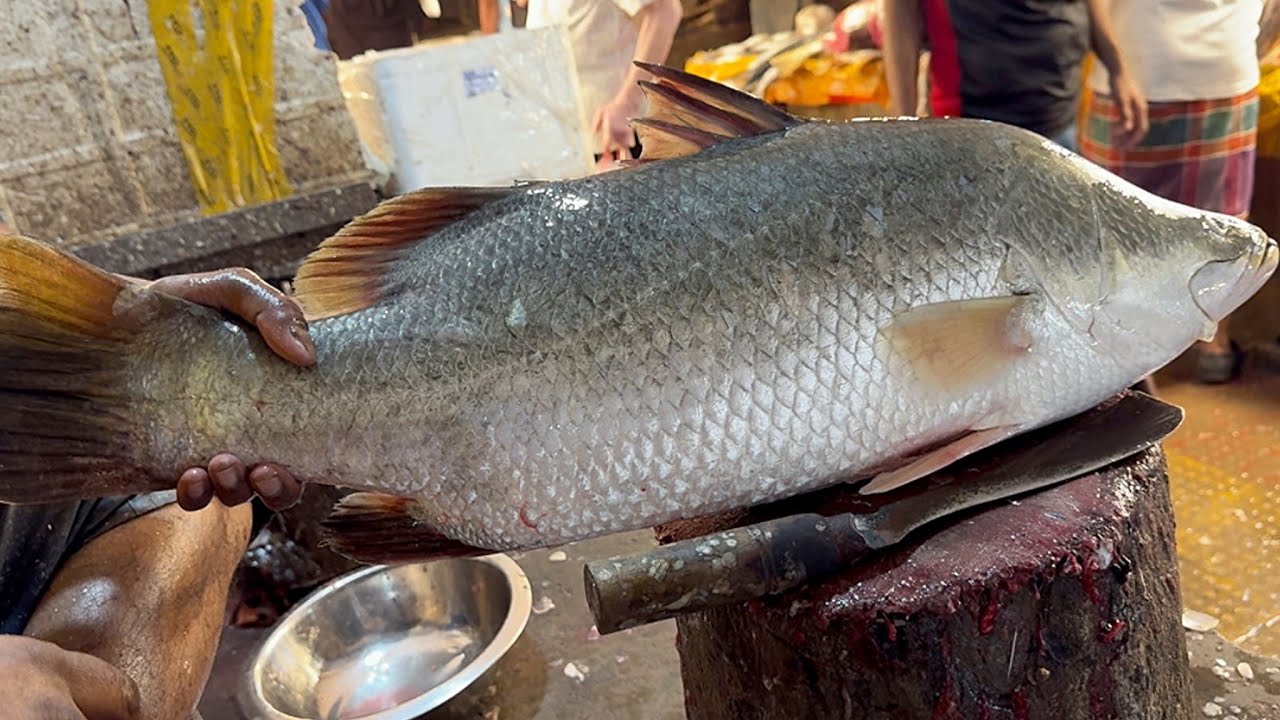 Incredible Giant Bhetki Fish Cutting Skills In Fish Market | Fish Cutting Skills