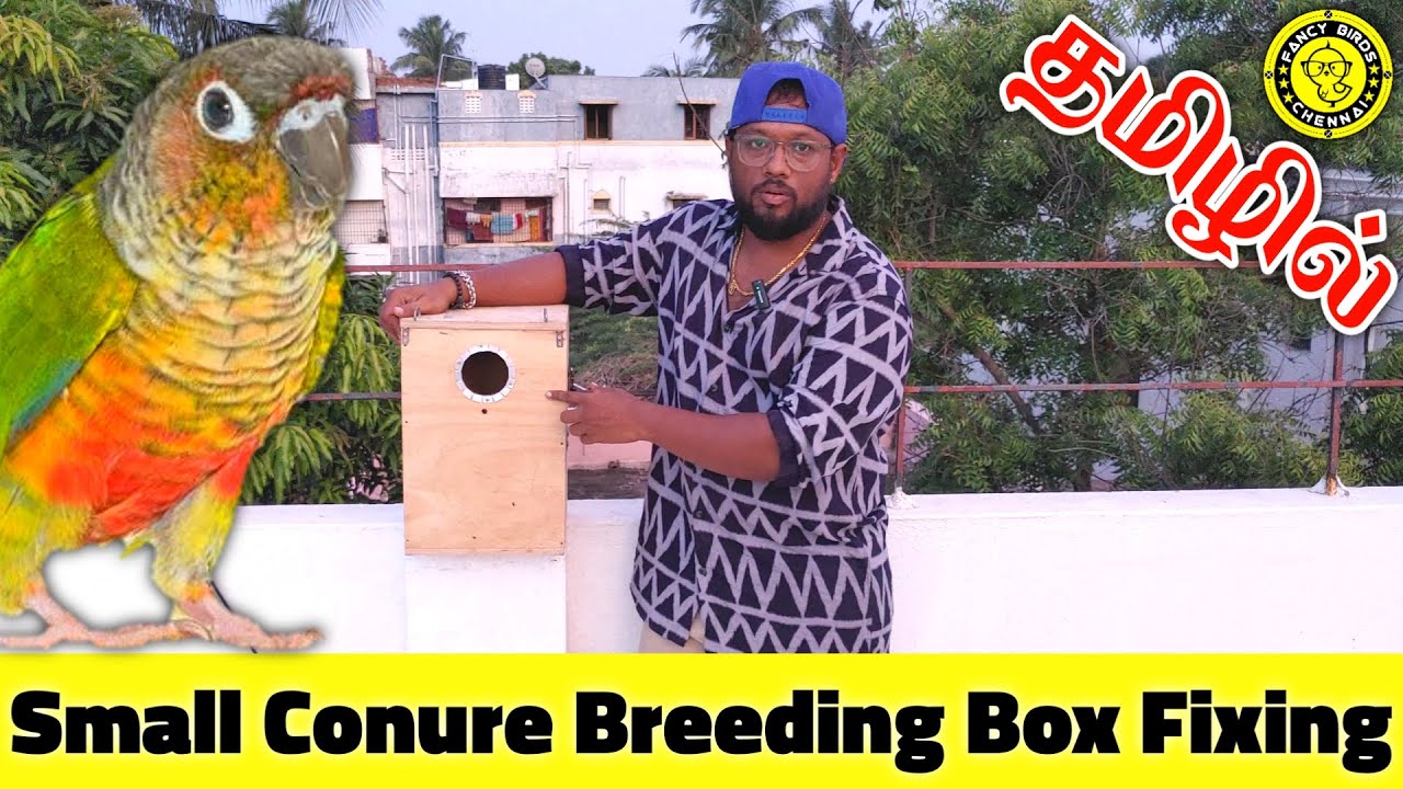 Pineapple & Yellow Shaded Conure Breeding Box Fixing in Cage | Small Conure | Fancy Birds Chennai