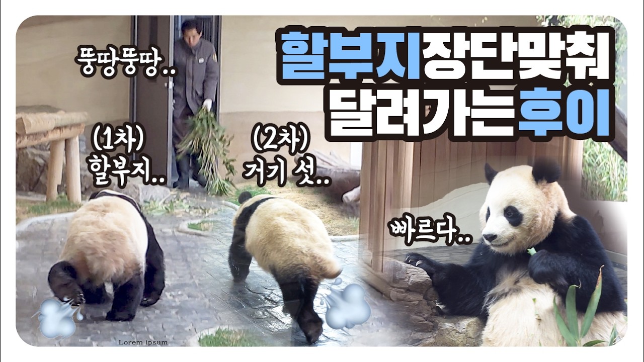 두 번이나 송바오한테 달려간 후이, 할부지 장단 맞춰서 뚱땅⏰할부지 나올 시간 알아요