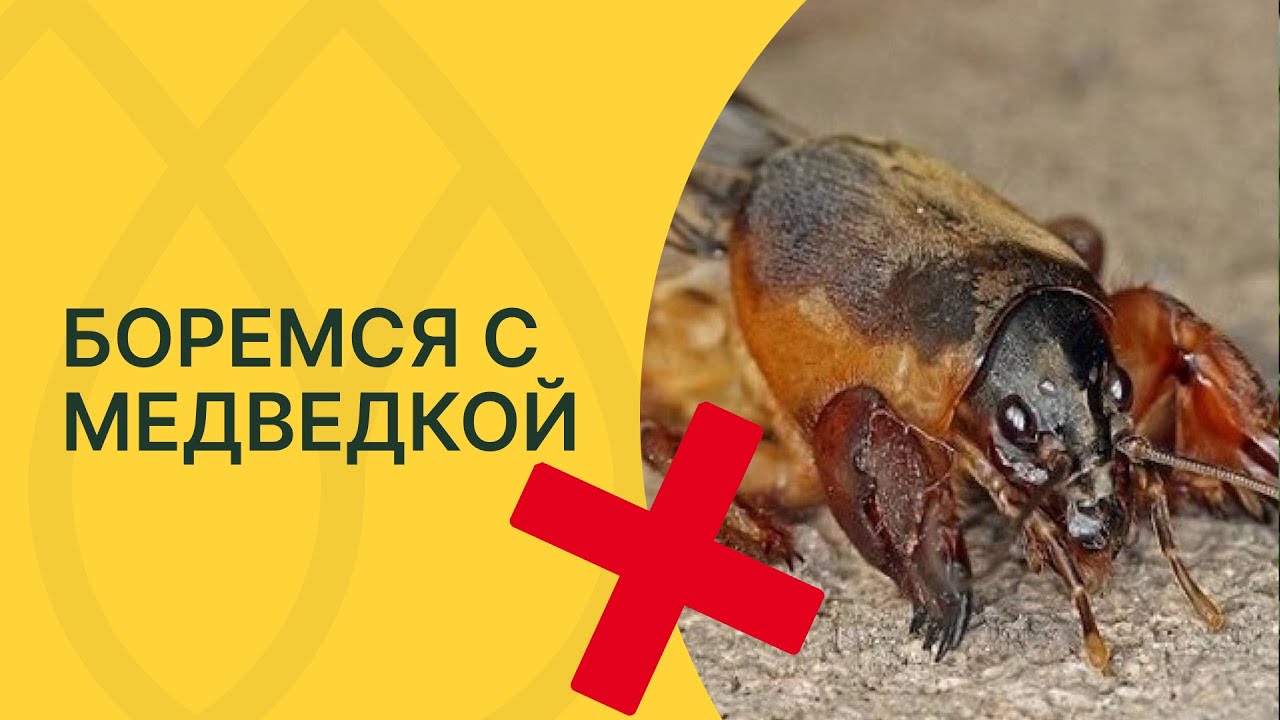 Как изгнать медведку с участка