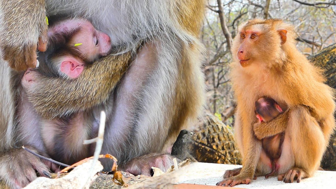 Adorable newborn baby monkey of mommy monkey SAHSA.