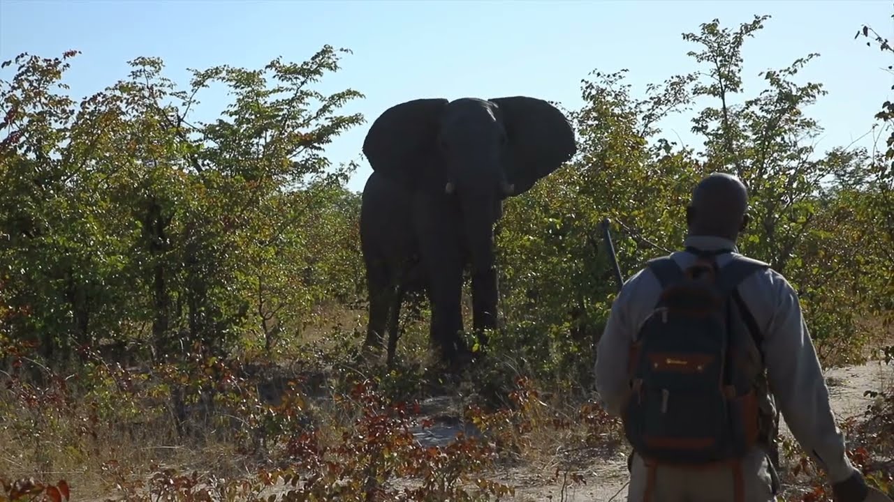 Elephant Charge in Hwange NP