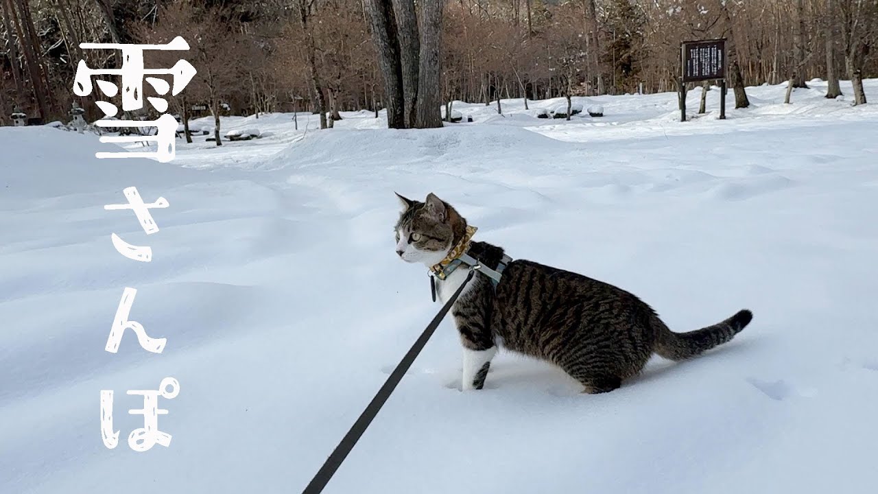 【犬猫と冬の車中泊・福島編】姉犬の影響で雪の散歩が好きになった猫