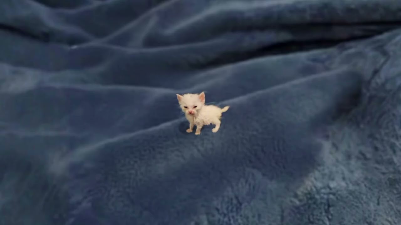 1 hour of silence occasionally broken up by (mini) victor's meow
