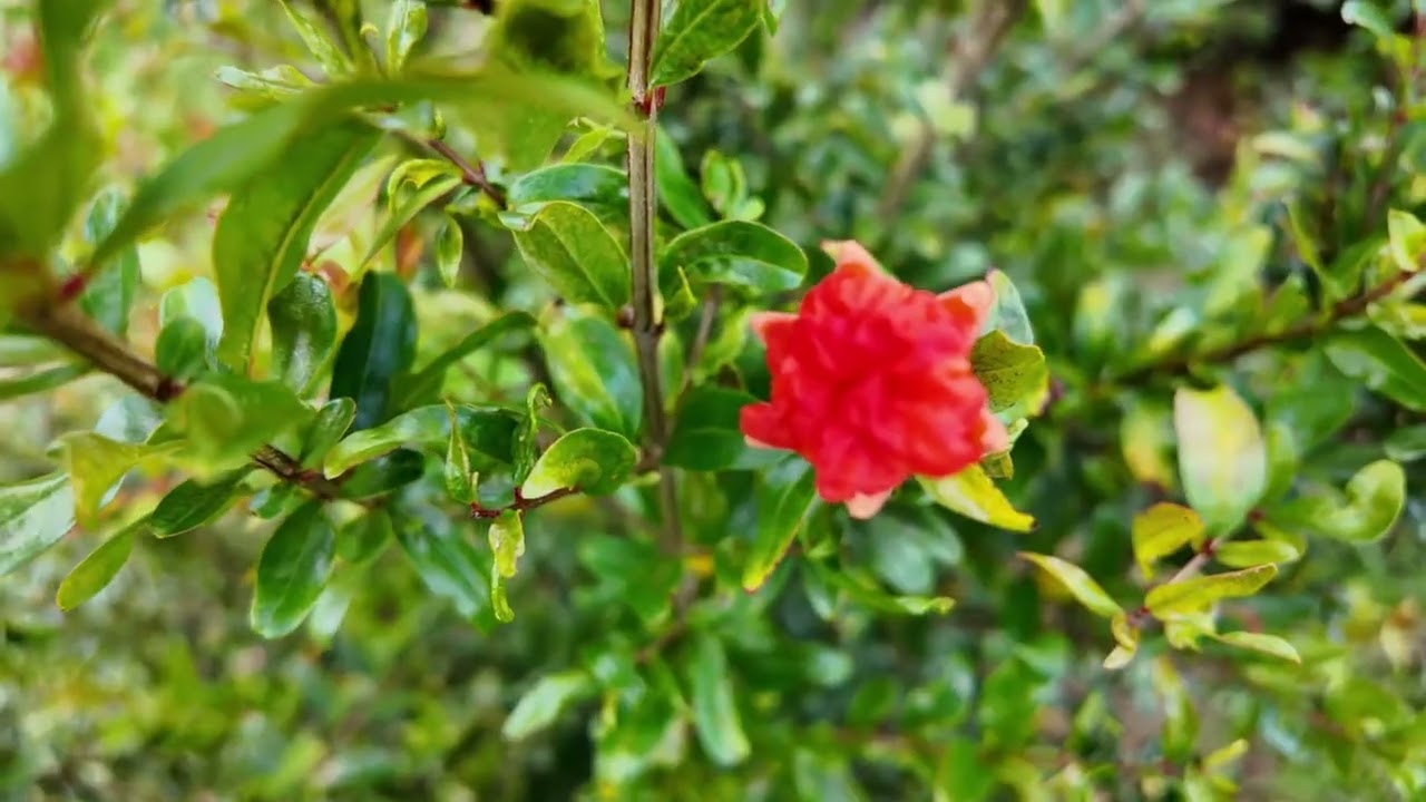 Finca de Gilberto, en Sanclemente